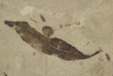 Fossil Leaves, Crane Fly, and Fly Plate - Utah #334206-1